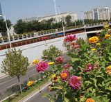 体育大街裕华路桥体花箱3